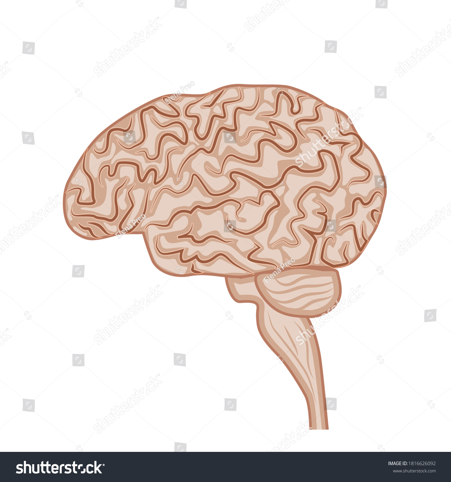 Human Brain Nervous System Side View Stock Vector (Royalty Free ...