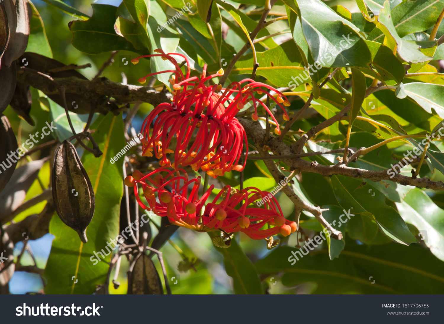 firewheel tree