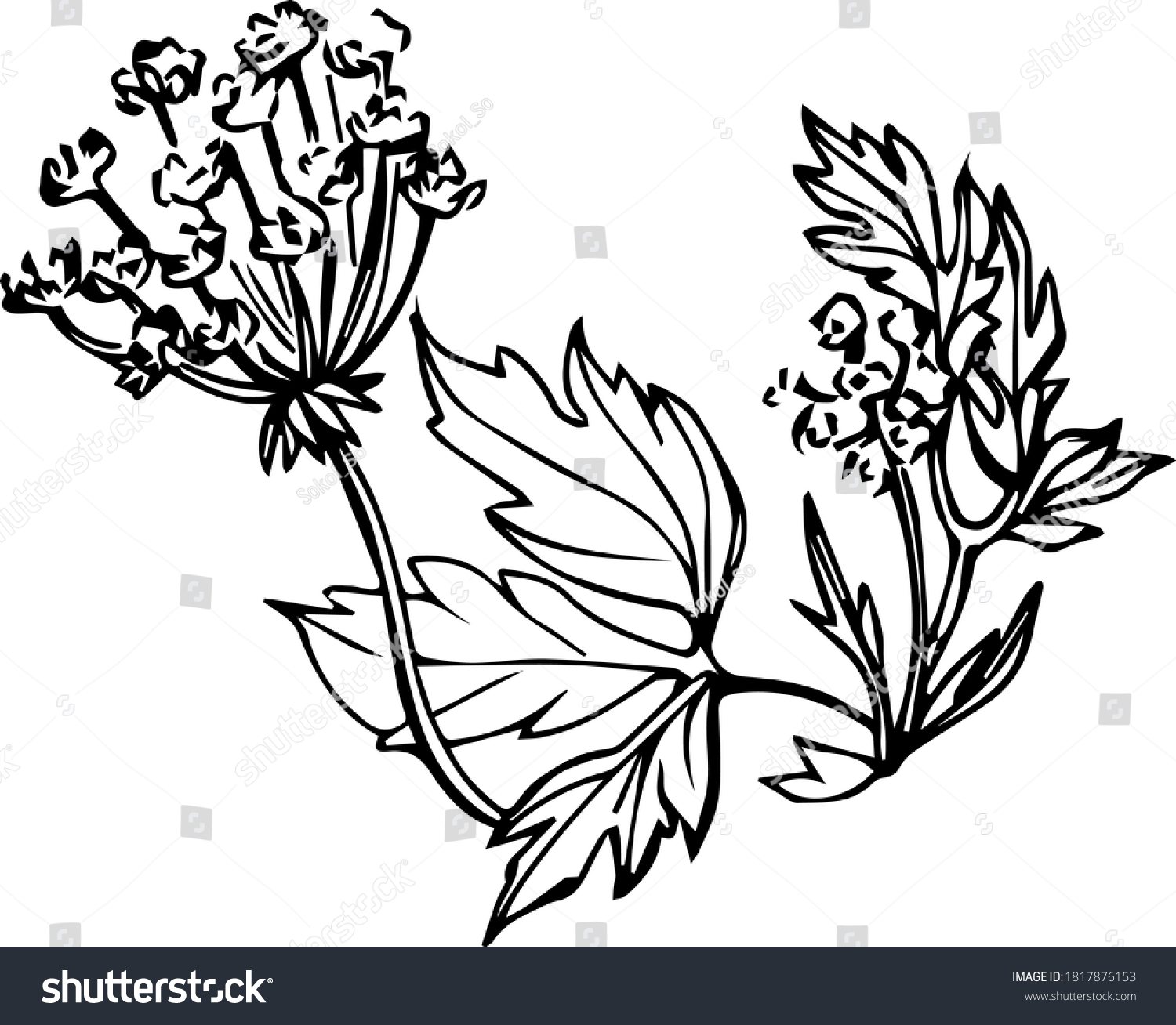 Black White Vector Graphics Lovage Plant Stock Vector (Royalty Free ...