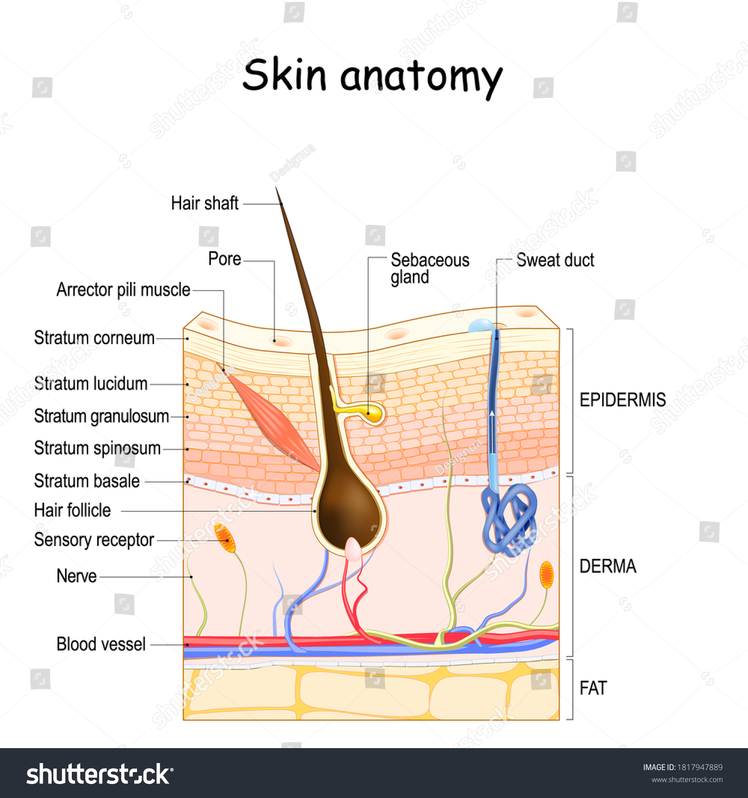 Skin Anatomy Cross Section Human Skin Shutterstock