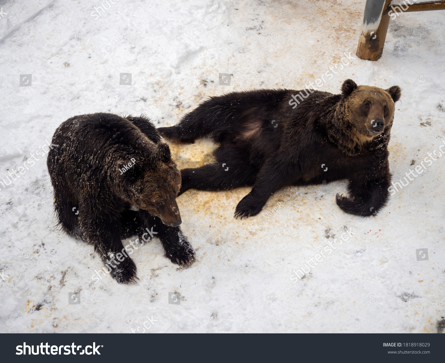 ussuri brown bear