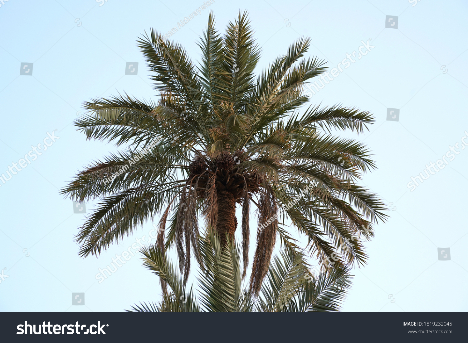 Old Long Palm Trees Diriyah Town Stock Photo 1819232045 | Shutterstock