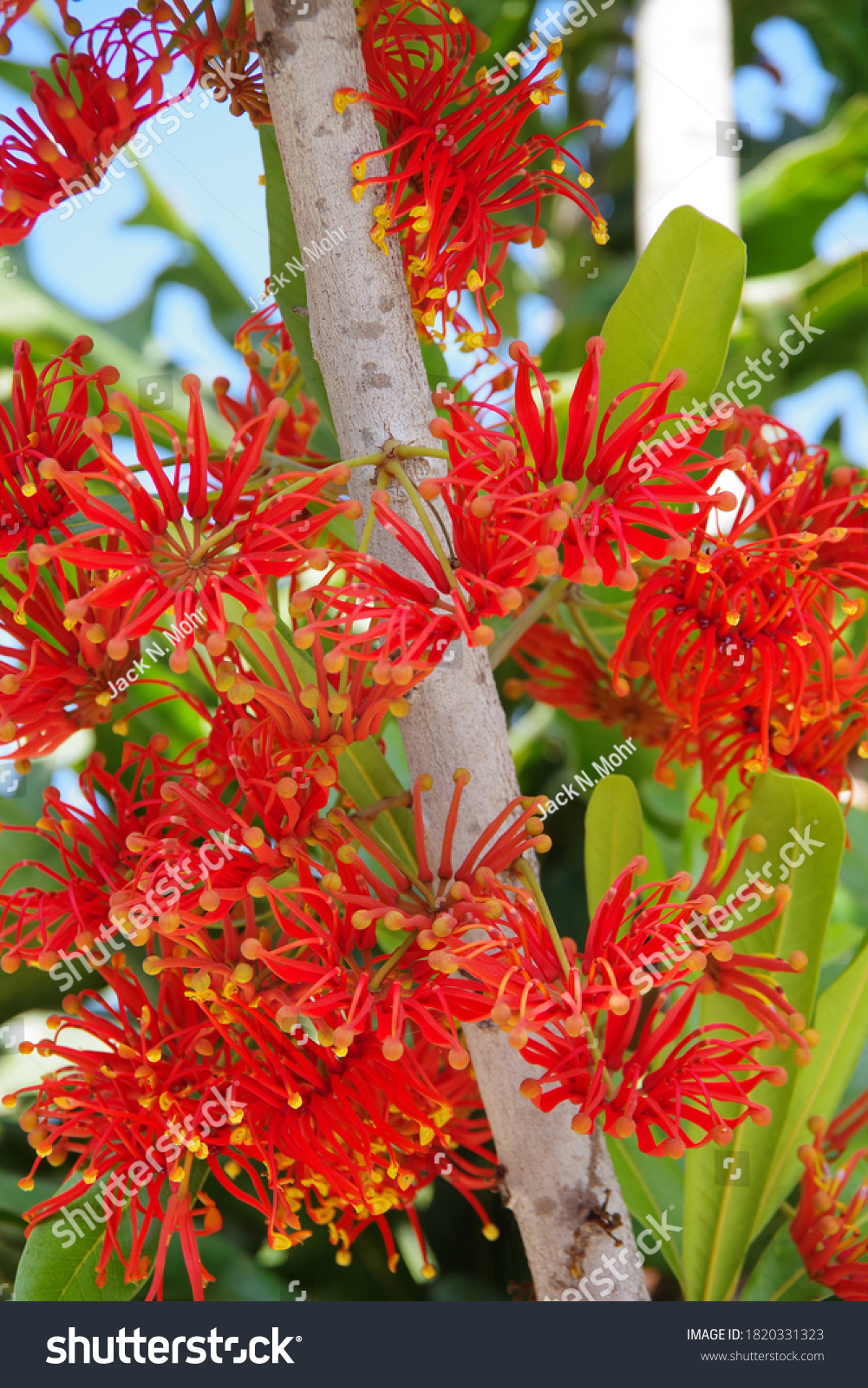 firewheel tree