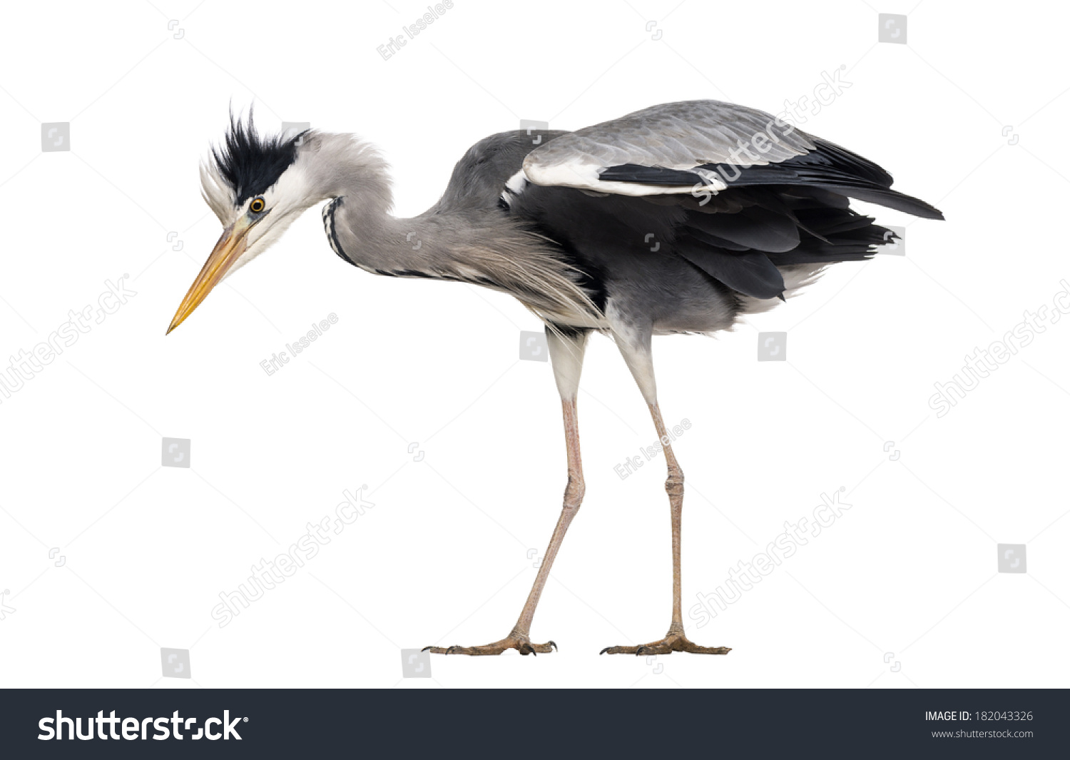 Side View Grey Heron Standing Looking Stock Photo 182043326 | Shutterstock