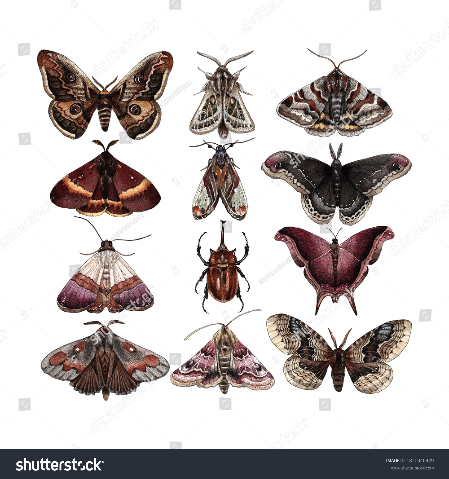 Watercolor Botanical Clipart Poster Butterflies Moth Stock Illustration ...