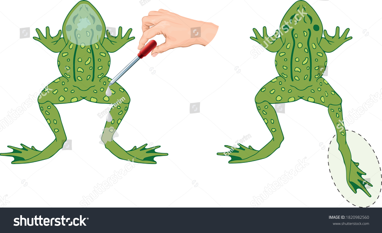 Galvani Experiment Frog Legs Vector Illustration Stock Vector (Royalty ...