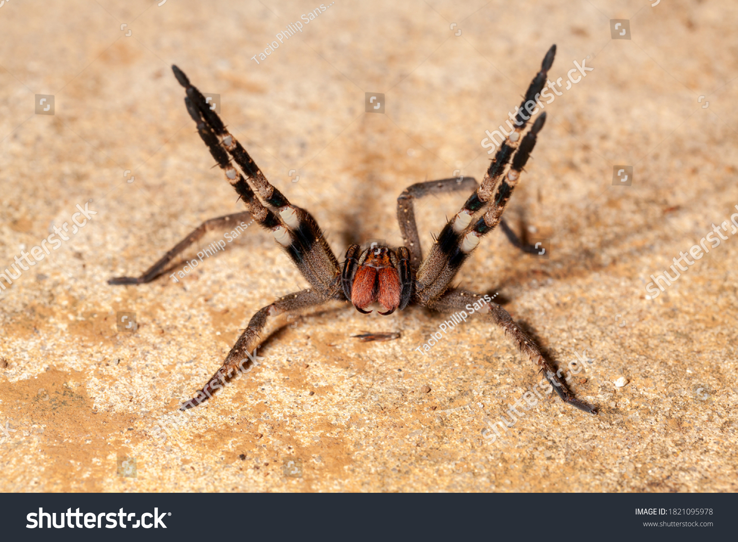 wandering spider kills