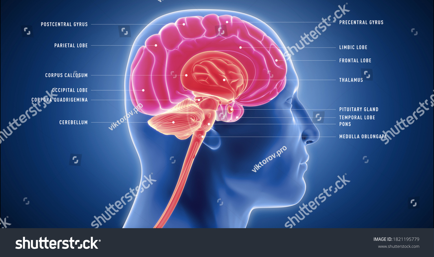 Human Brain Detailed Model Neocortex Limbic Stock Illustration ...