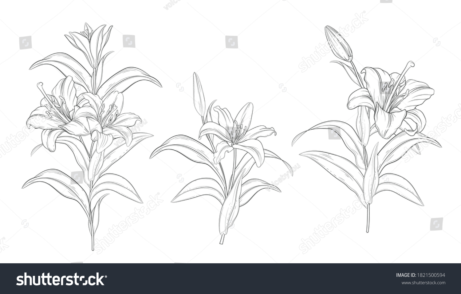 Hand Drawn Beautiful Lily Bouquets Stock Vector (Royalty Free ...