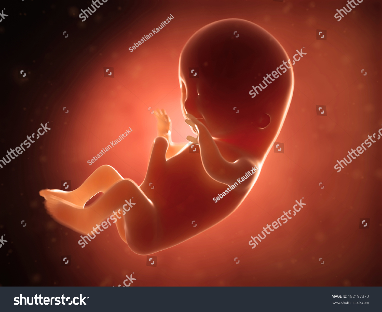 Внутриутробная жизнь ребенка. Плод ребенка.