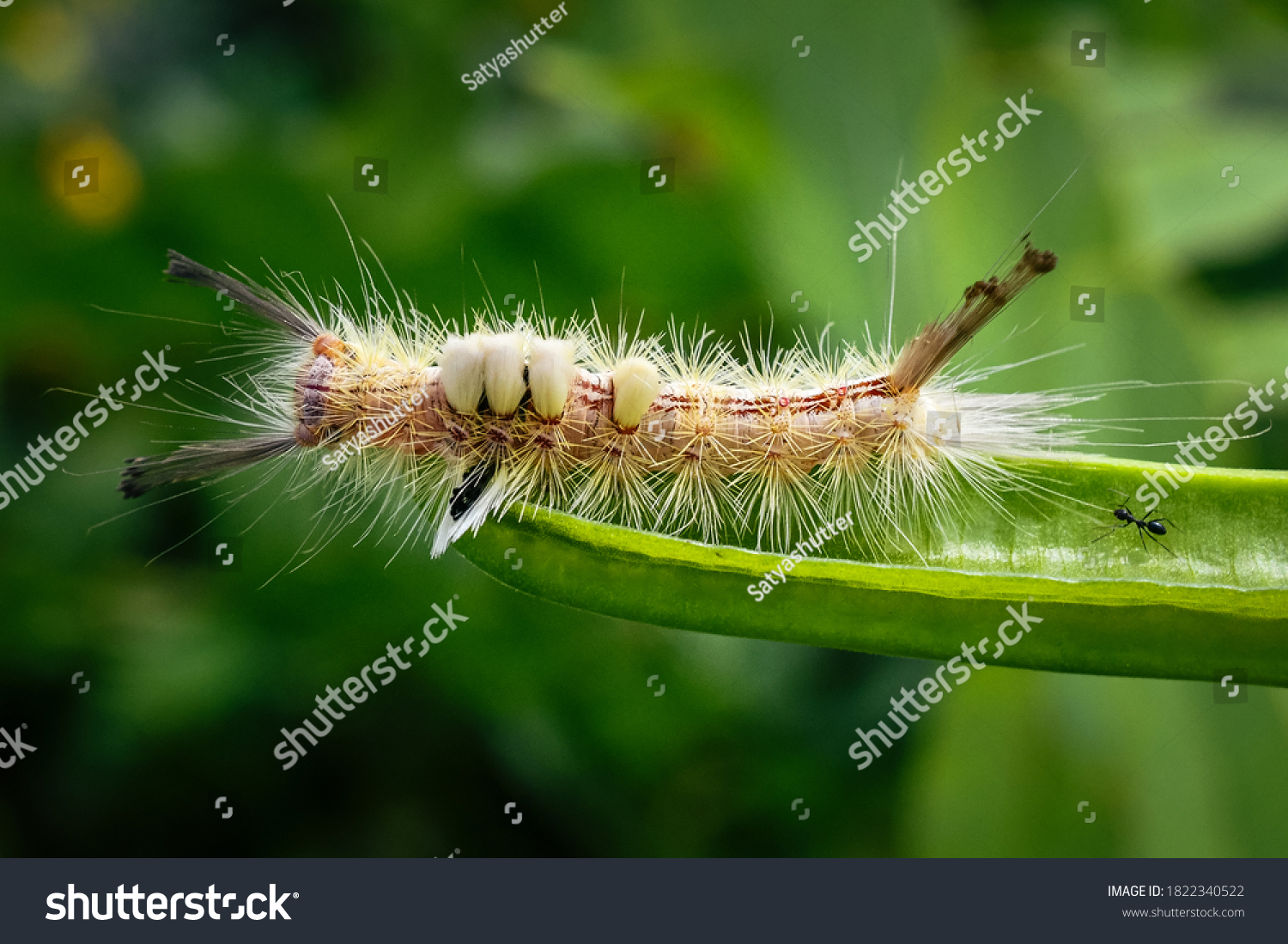 White Marked Tussock Moth Caterpillar Stock Photo Shutterstock