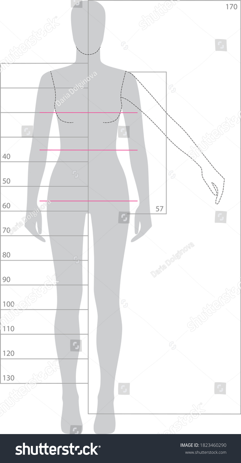 Female Body Template 170cm Height Technical Stock Vector (Royalty Free ...