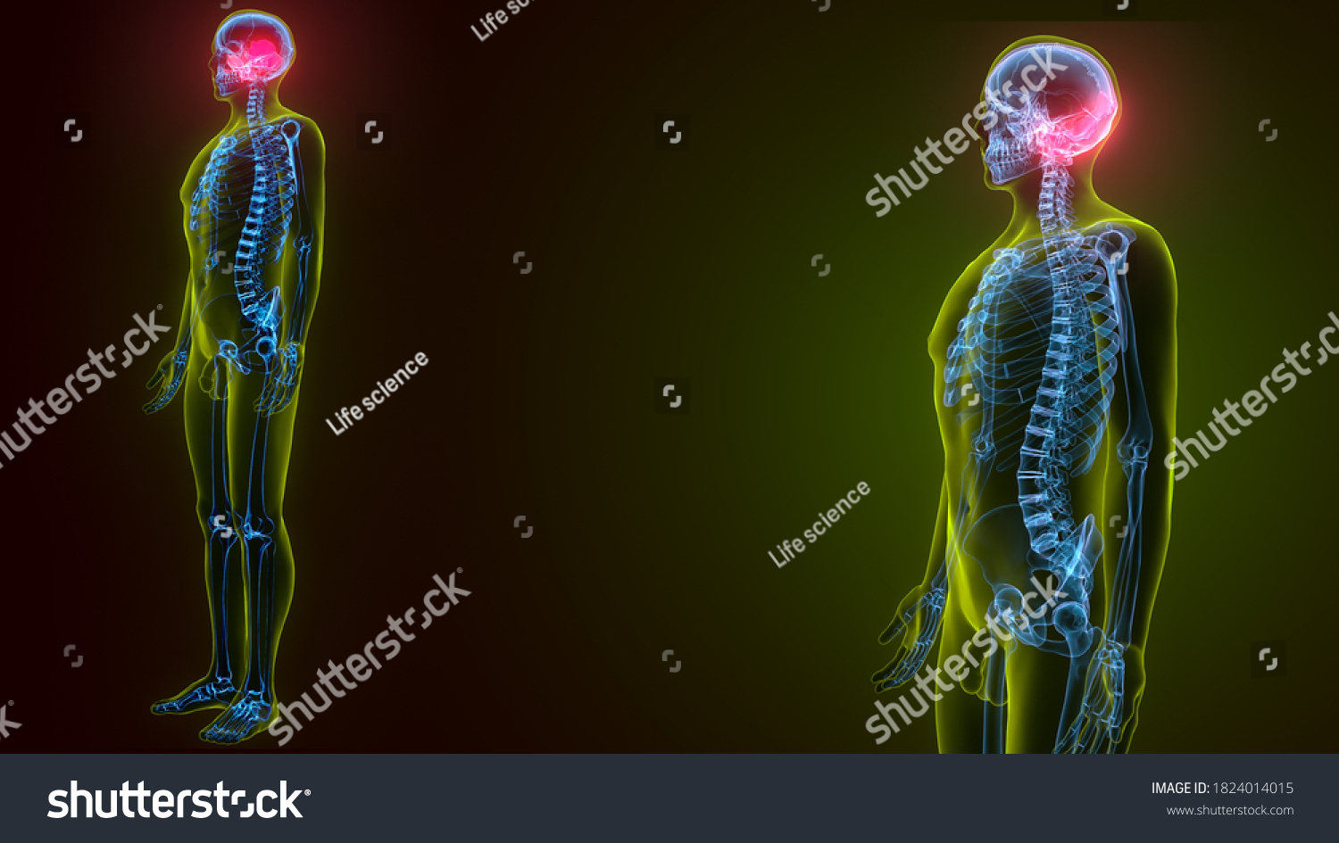 3d Illustration Human Skeleton Skull Occipital Stock Illustration 1824014015 Shutterstock 5953