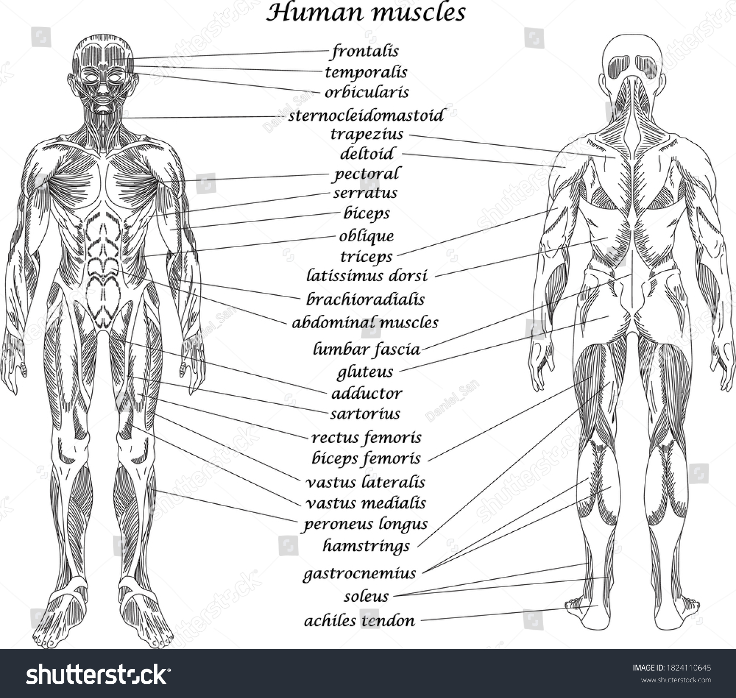 Anatomy Study Human Muscles Muscular System Stock Vector (Royalty Free ...