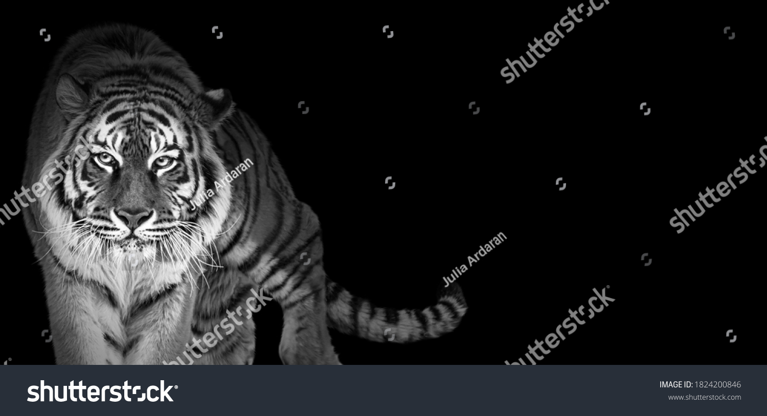 Tiger Portrait Black White Colors World Stock Photo 1824200846 Stock Photo Tiger Portrait In Black And White Colors World Wildlife Day Concept Spectacular Majestic Proud 1824200846