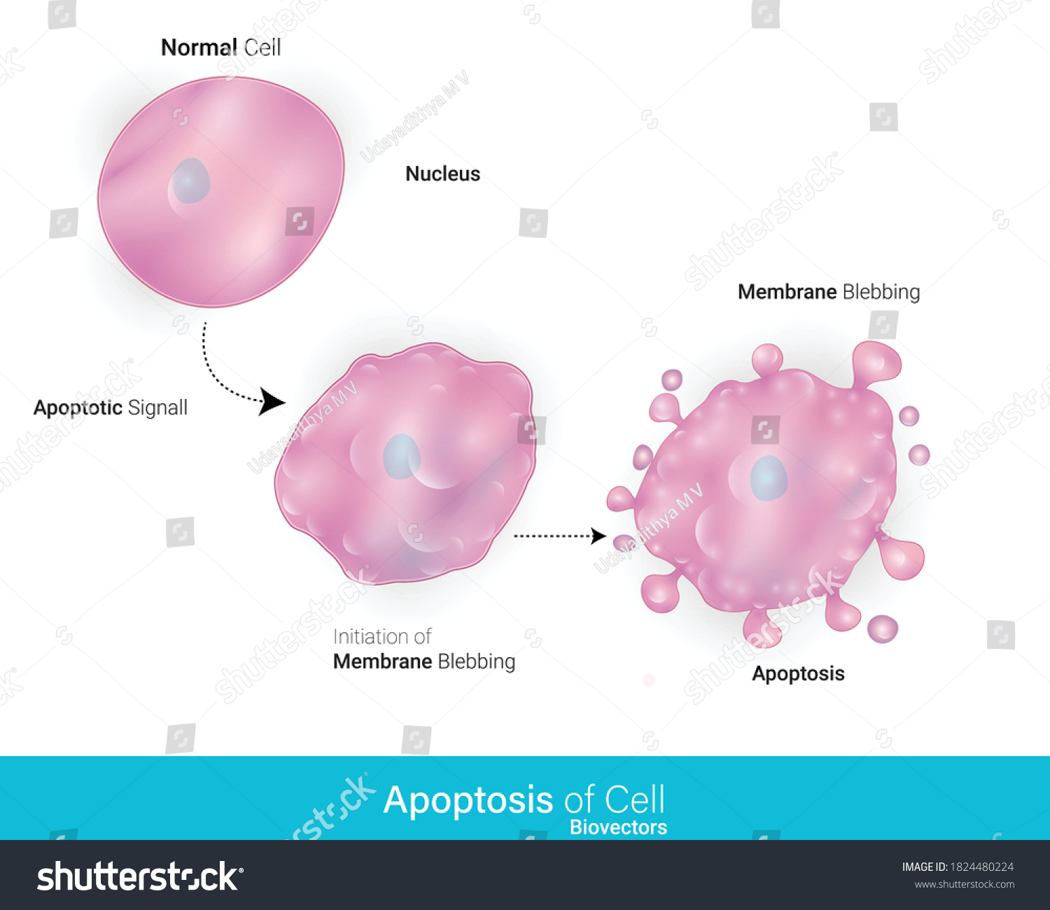 Mecanismo celular de apoptosis o muerte: vector de stock (libre de ...