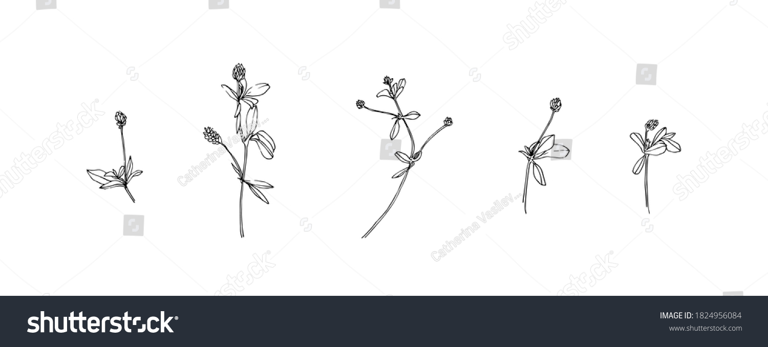 Set Hand Drawn Wild Plants Outline Stock Vector Royalty Free 1824956084 Shutterstock 1290