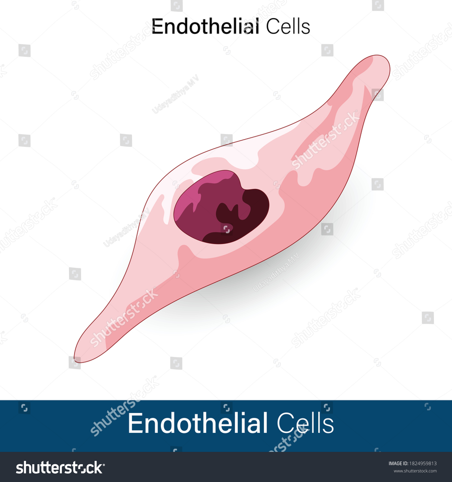 Estructura De La Célula Endotelial Humana Vector De Stock Libre De