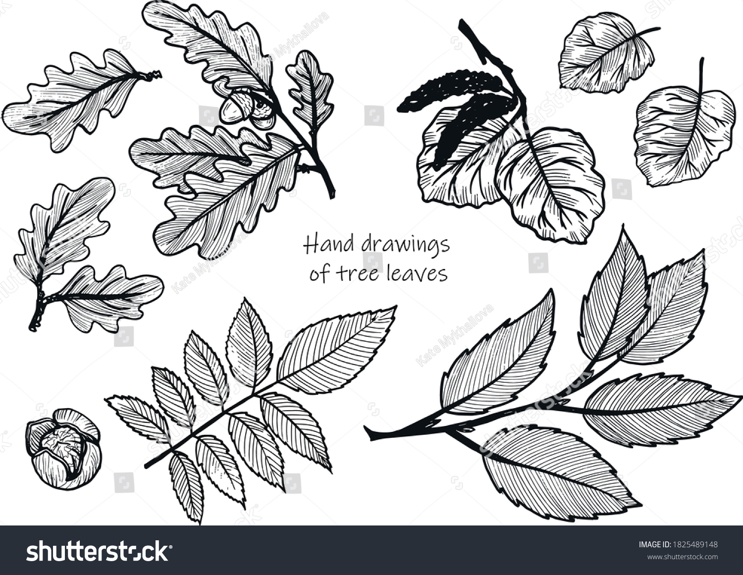 Hand Drawing Tree Leaves Set Drawings Stock Vector (Royalty Free ...