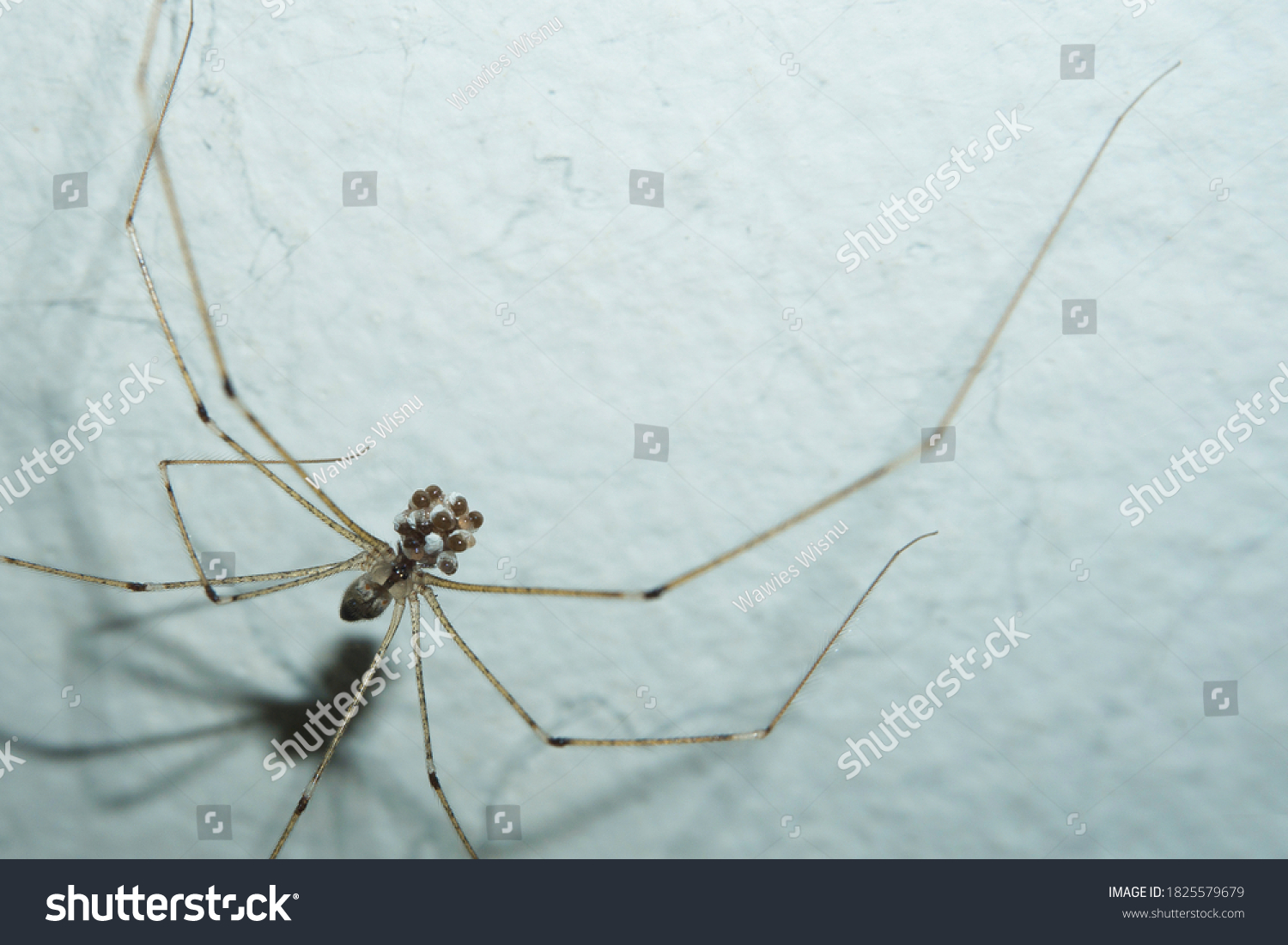 Daddy Long Legs Cellar Spider Pholcus Stock Photo 1825579679 | Shutterstock