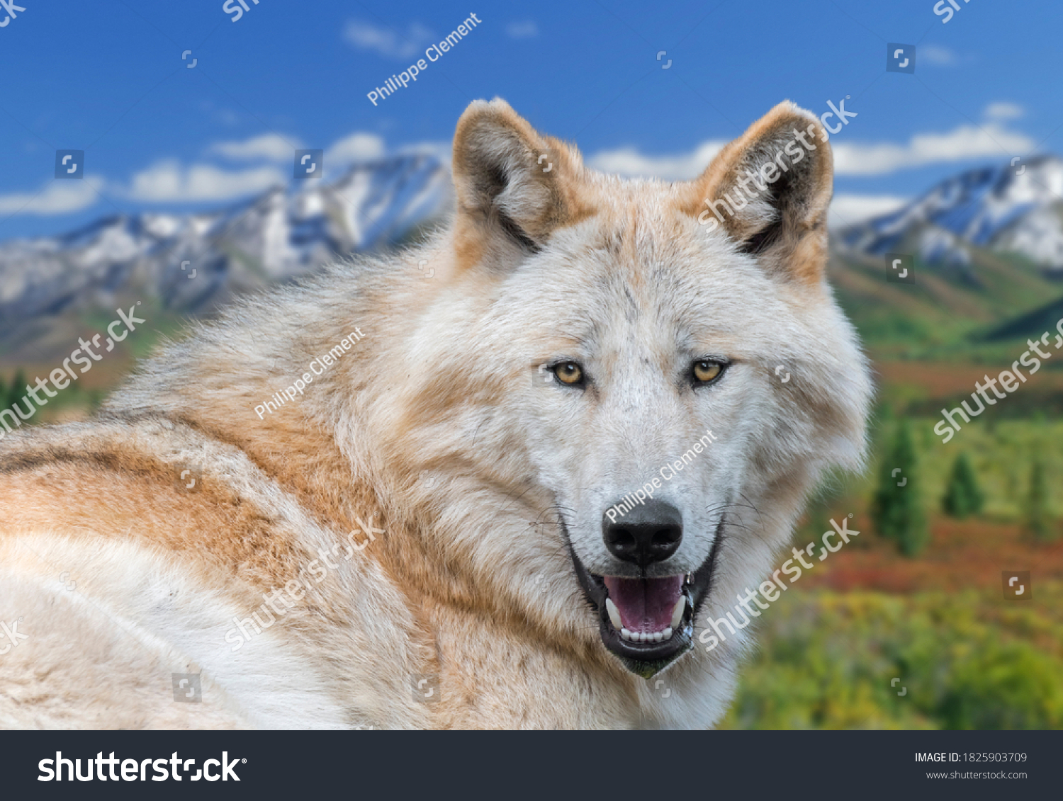 Волк 1 9 5 7 5. Волк Маккензи. Макензийский Равнинный волк. Шерсть волка. Northwestern Gray Wolf.