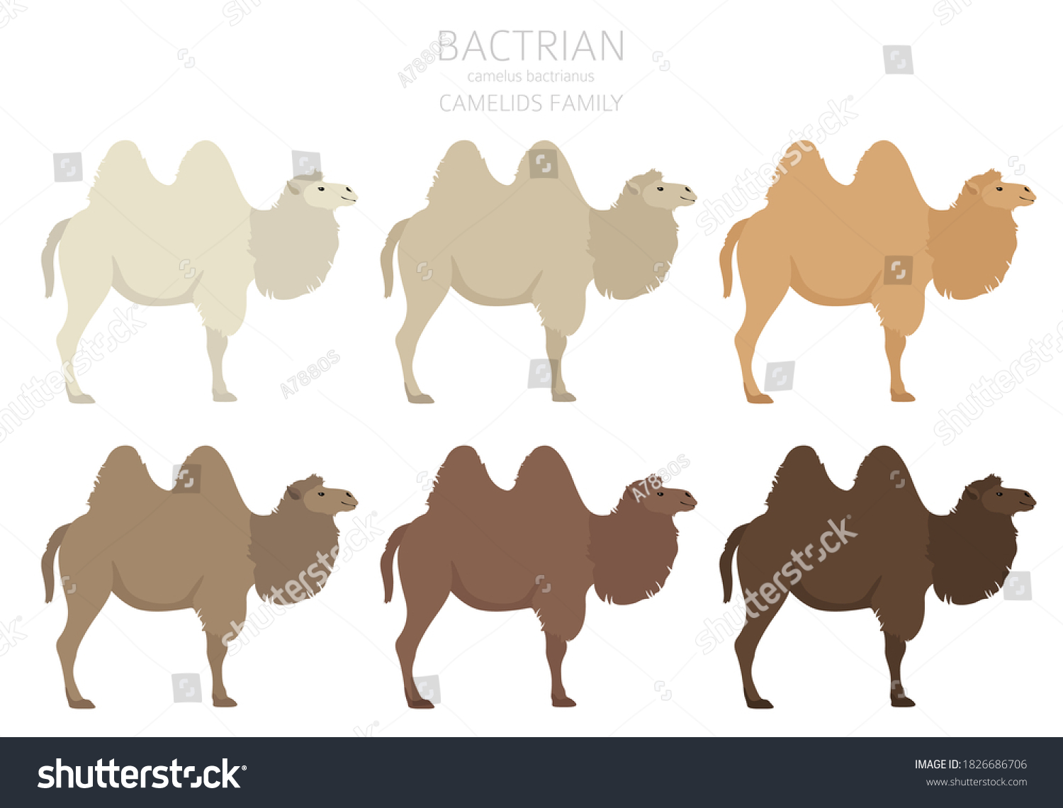 Camelids Family Collection Bactrian Camel Infographic: เวกเตอร์สต็อก ...