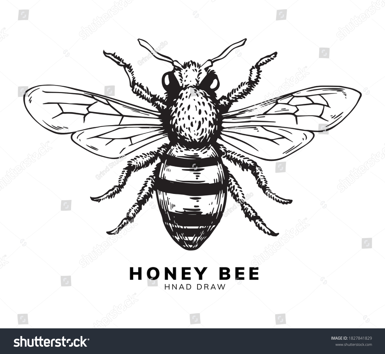 Honey Bee Hand Drawing Design Stock Vector (Royalty Free) 1827841829 ...