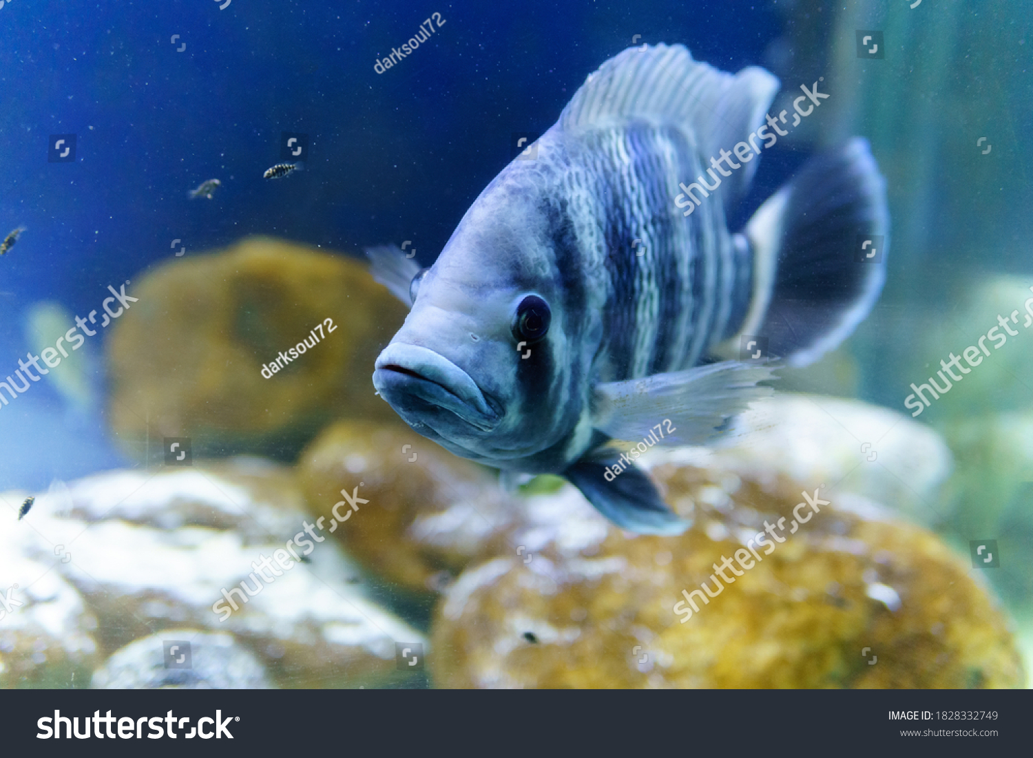 Tilapia Nila Species Tilapia Cichlid Fish Stock Photo 1828332749 ...