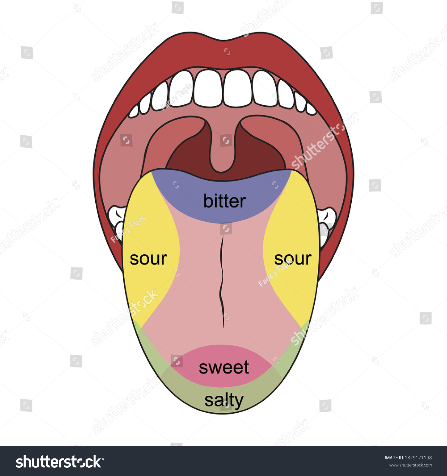Stock Vector Human Tongue And Taste Buds Taste Map Sweet Salty Sour Bitter And Umami 1829171198 
