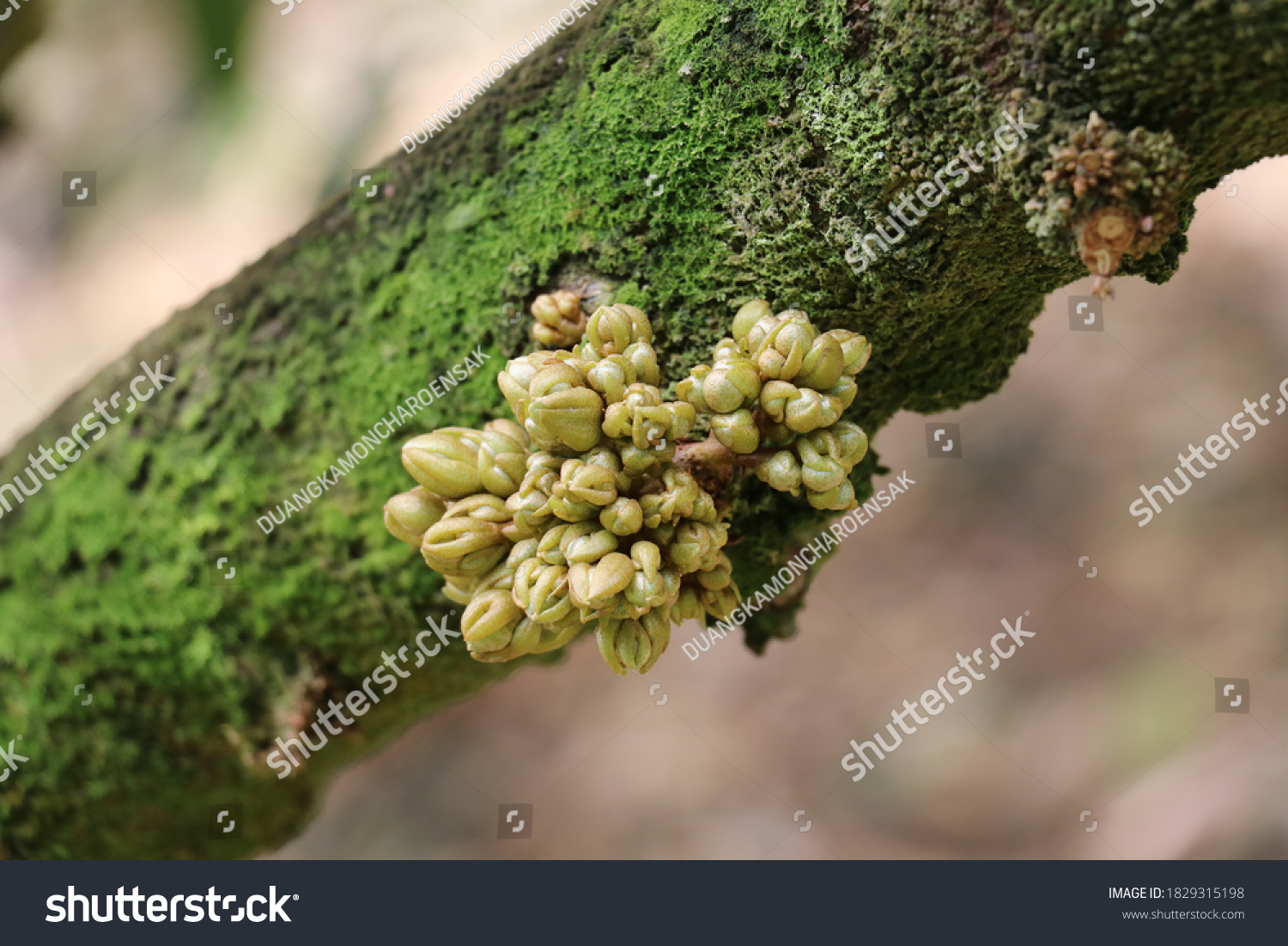 Durian Flower Growing Emergencedurian Flowers Growing Stock Photo