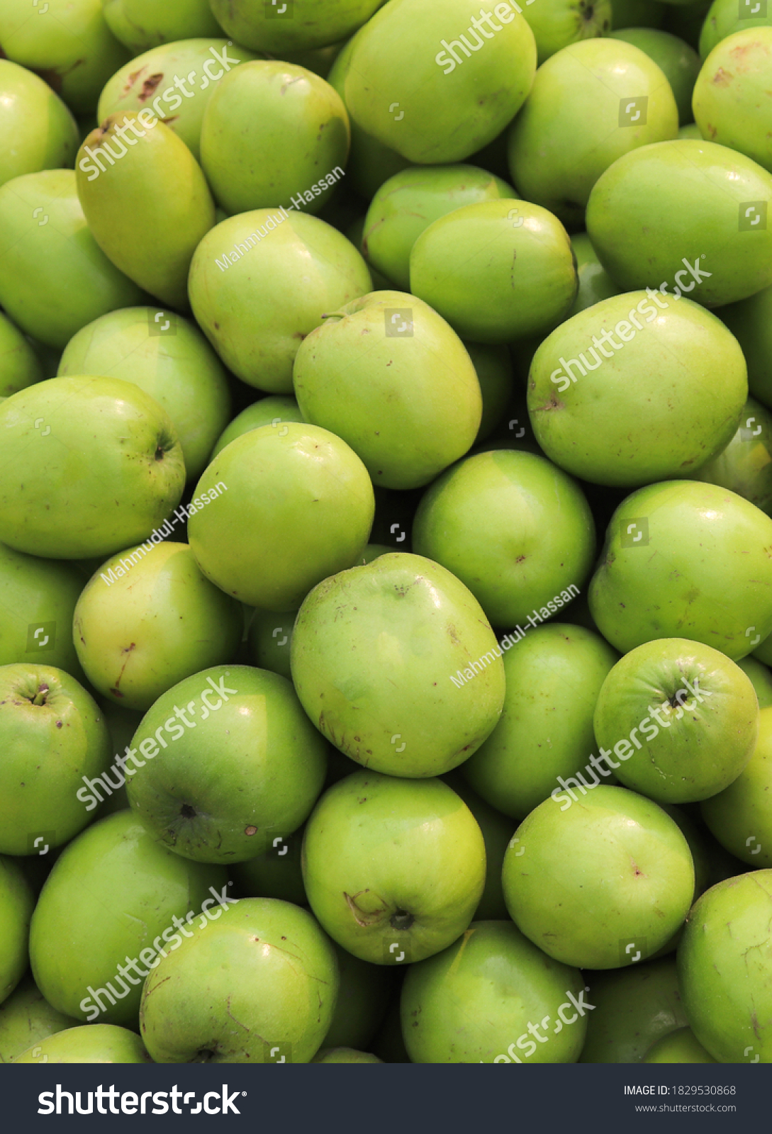 Green Jujube Backgrounds Fresh Delicious Indian Stock Photo 1829530868 ...