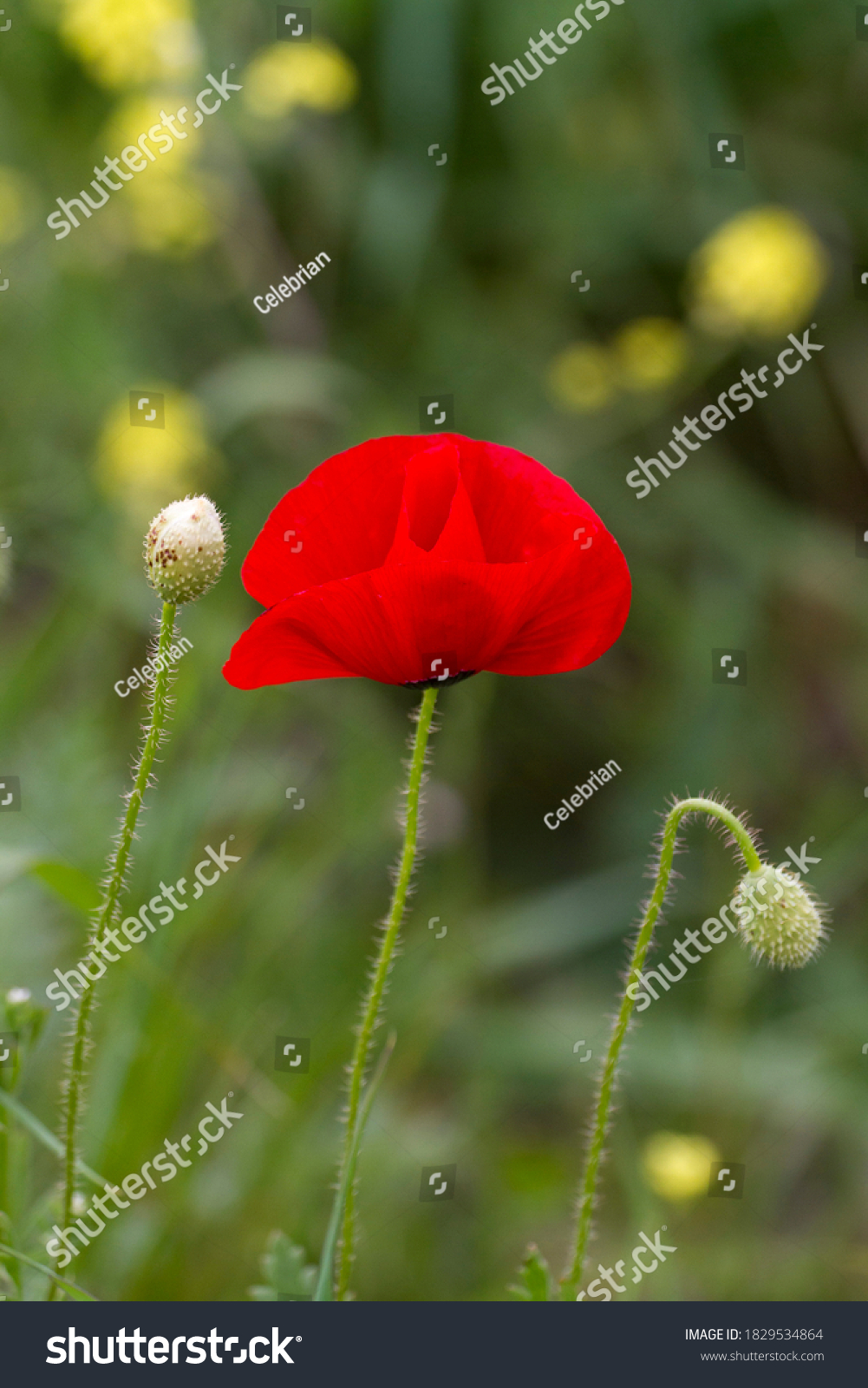 Notobasis Syriaca Syrian Thistle Sole Species写真素材 Shutterstock