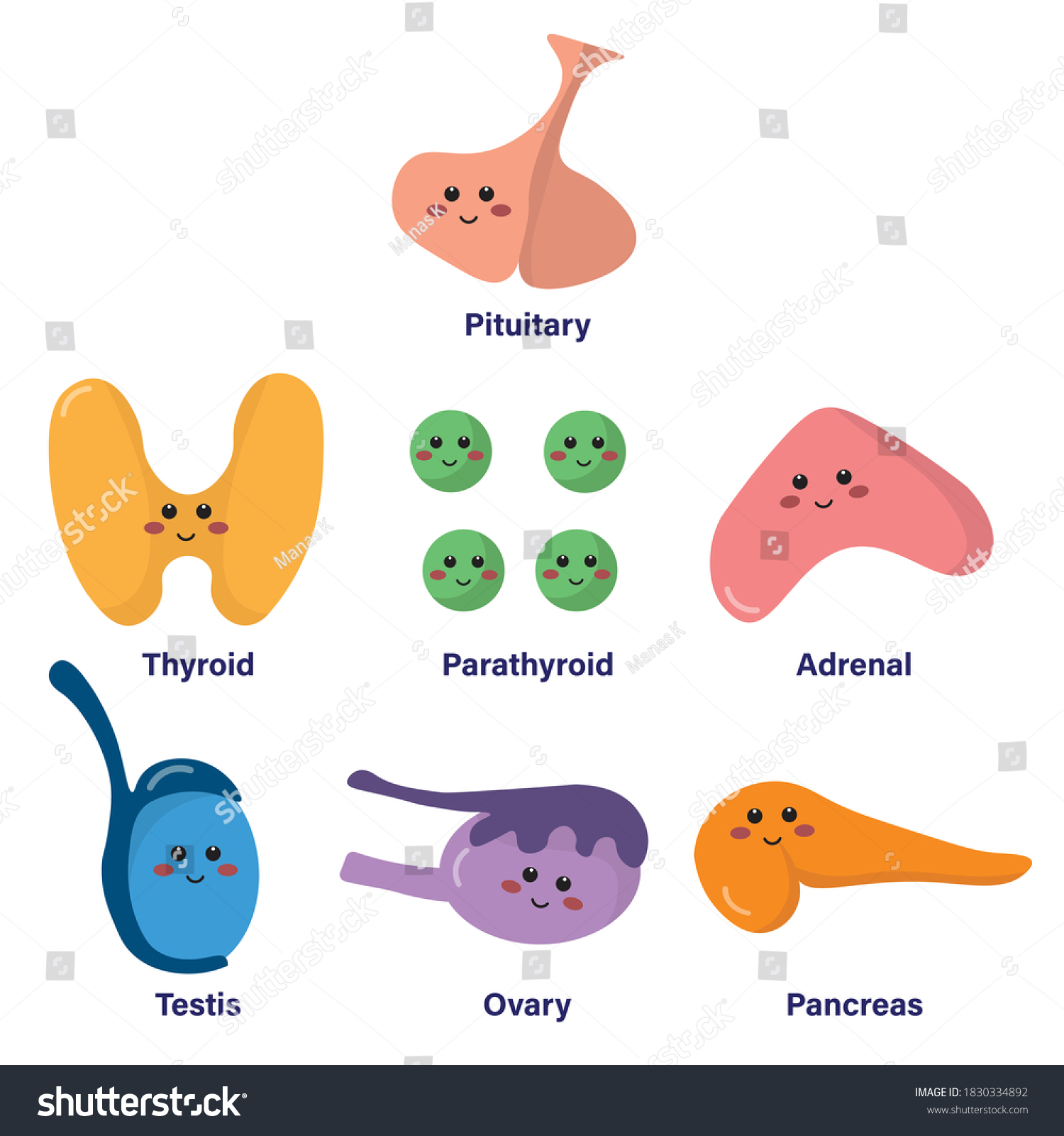 Vektor Stok Set Glands Endocrine System Comprised Pituitary (Tanpa ...