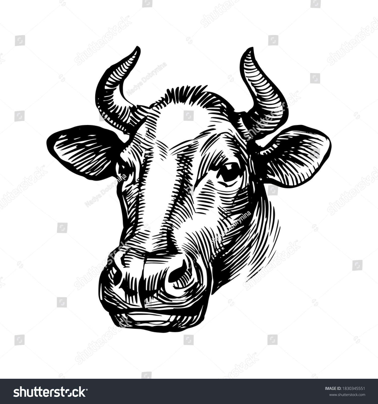 Cow Head Illustration Farm Animal Horns Stock Vector (Royalty Free ...