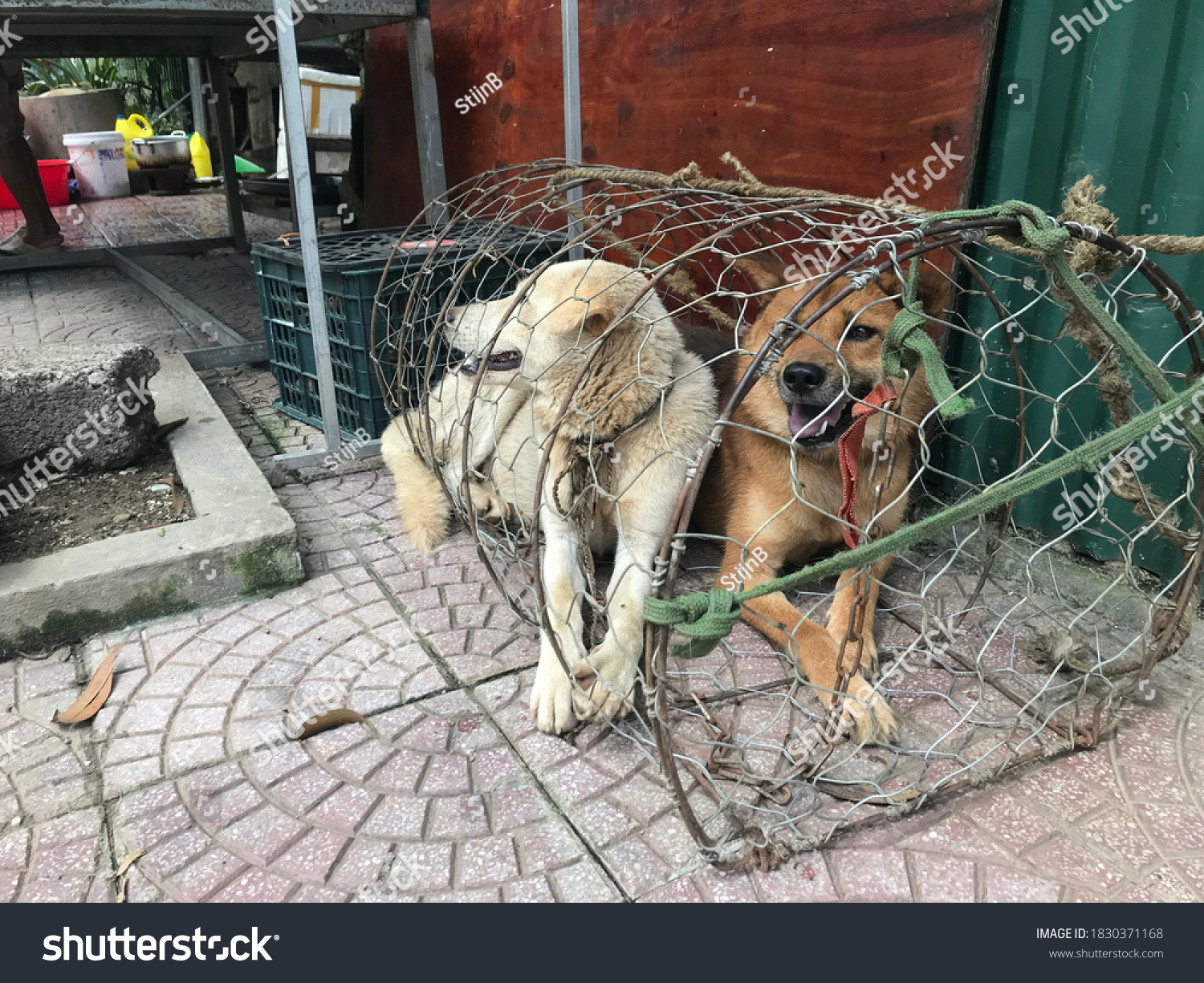 how much does dog meat cost