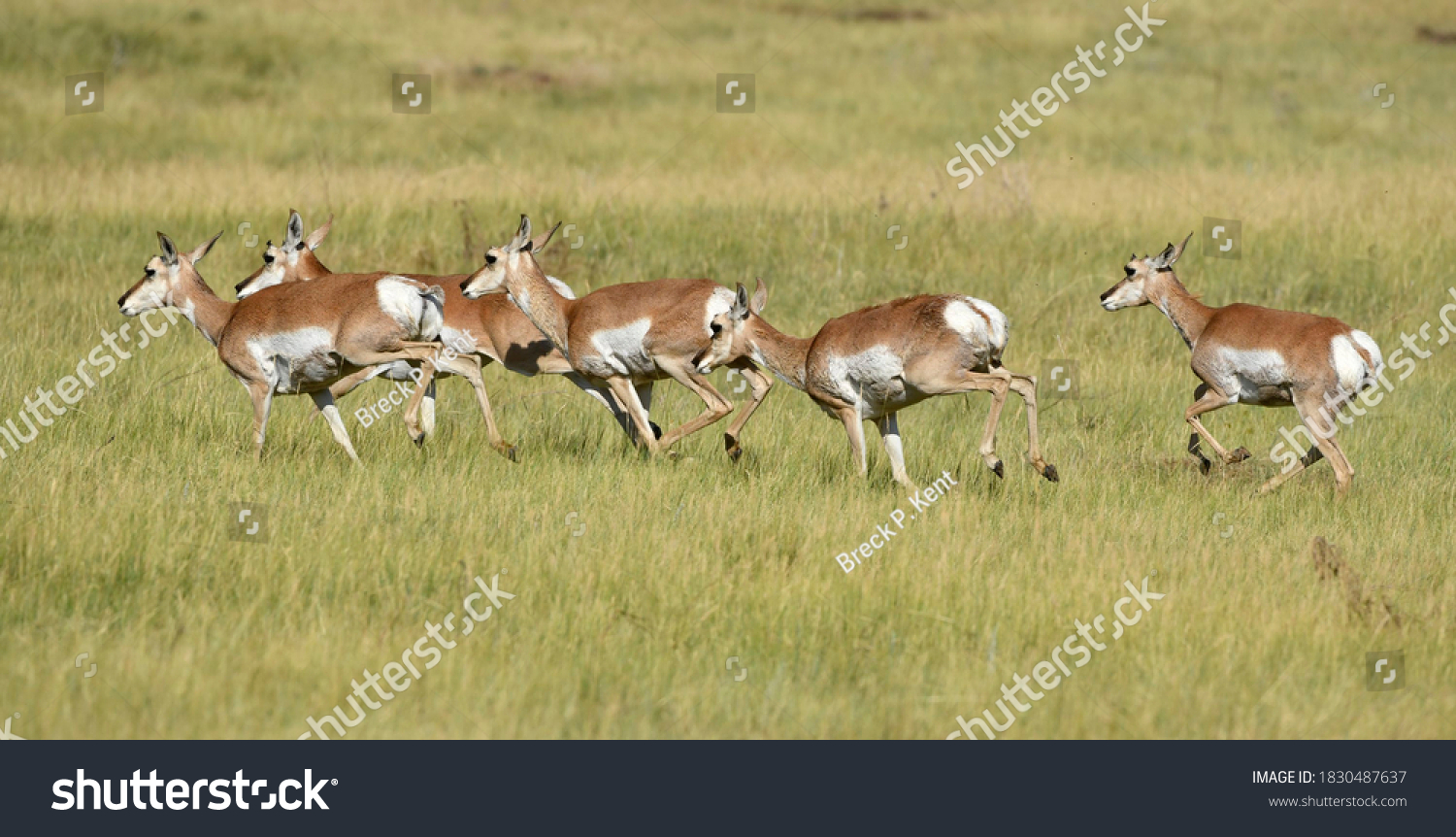 pronghorn antelope running