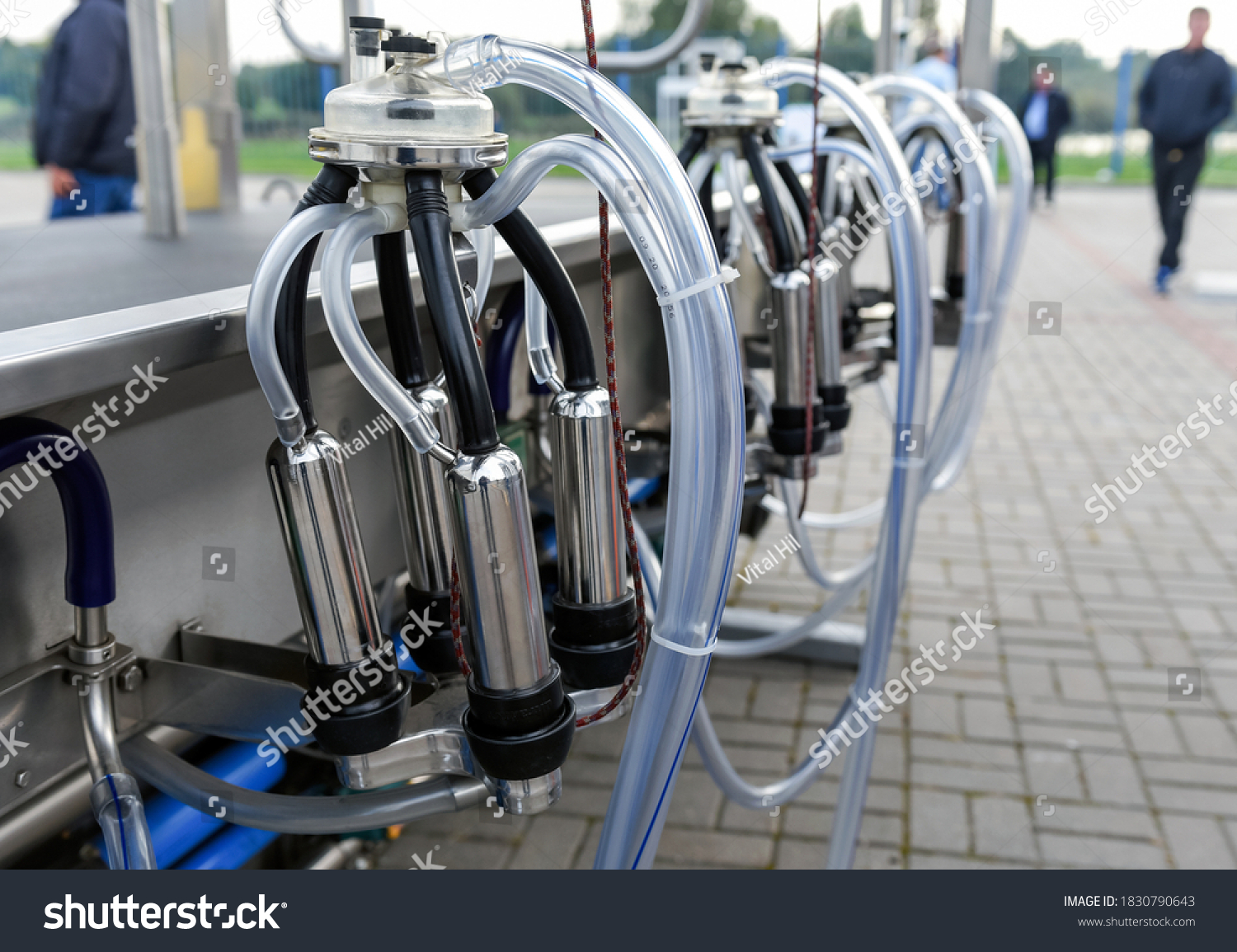 Equipment Milking Machines On Dairy Farm Stock Photo 1830790643