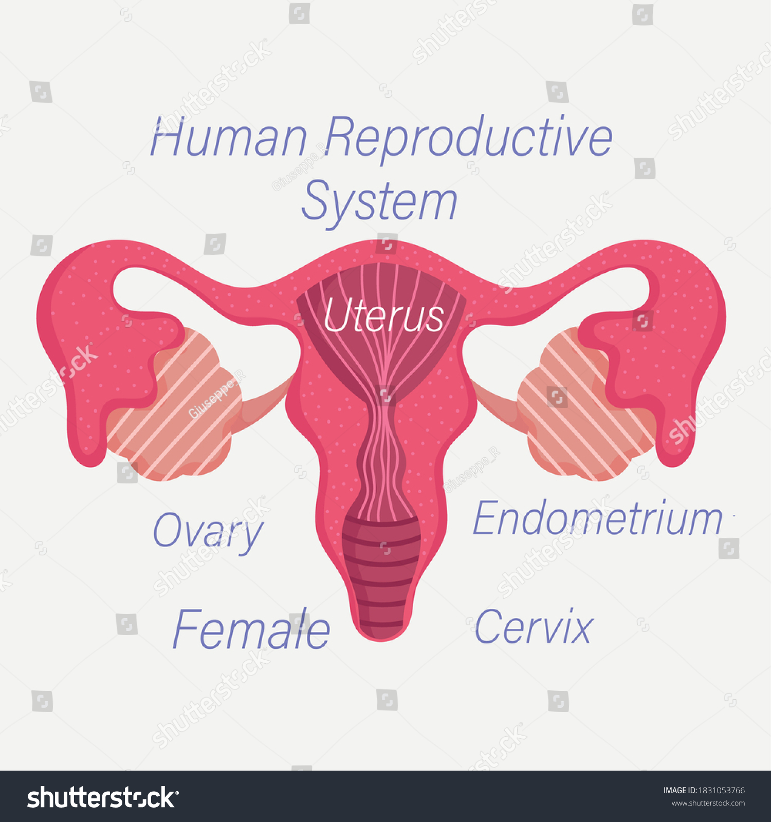 Female Human Reproductive System Organ Anatomy Stock Vector (Royalty ...