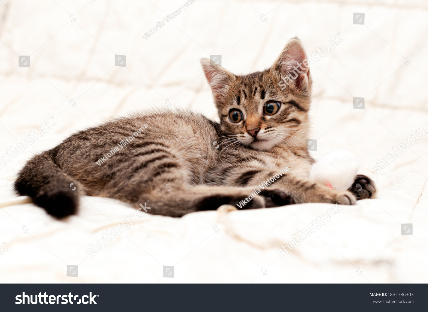 Soft Focus Cute Tabby Brown Stripped Stock Photo Shutterstock