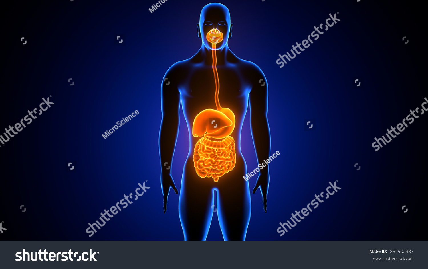 3d Illustration Human Body Digestive System Stock Illustration 1831902337 Shutterstock 8262