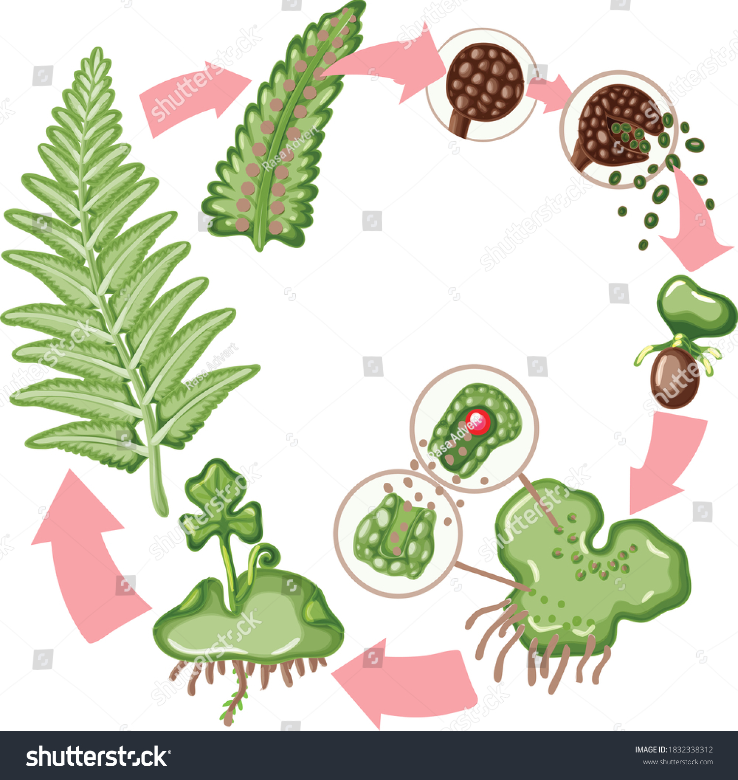 Pterophyta Nephrolepis Life Cycle Vector Drawing Stock Vector (Royalty ...