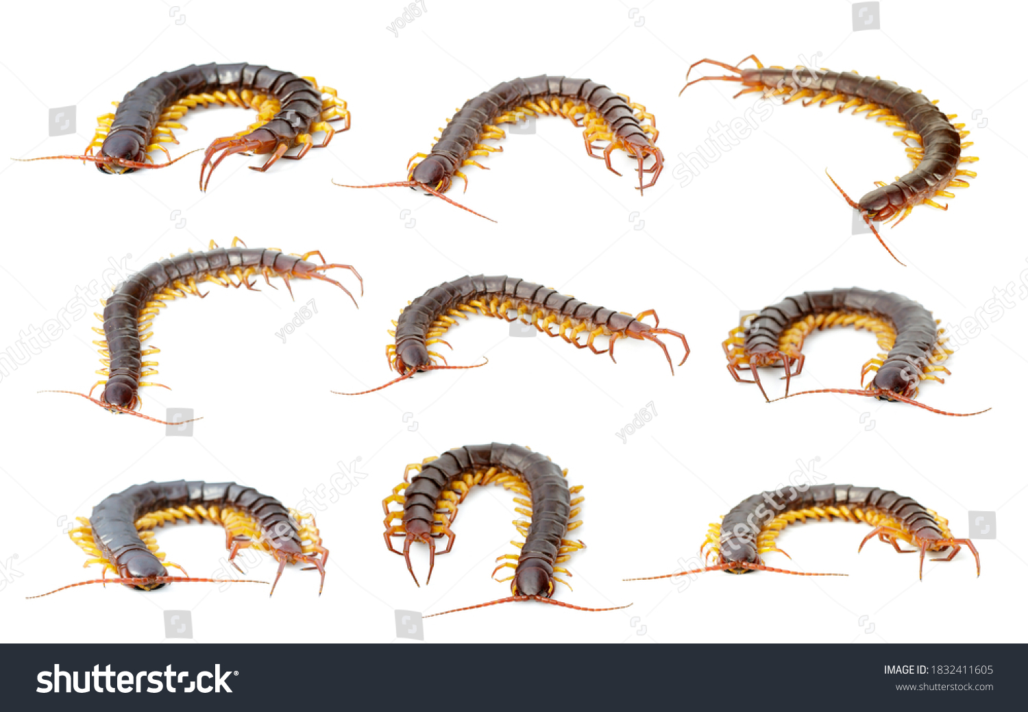 Group Centipedes Chilopoda Isolated On White Stock Photo 1832411605 ...