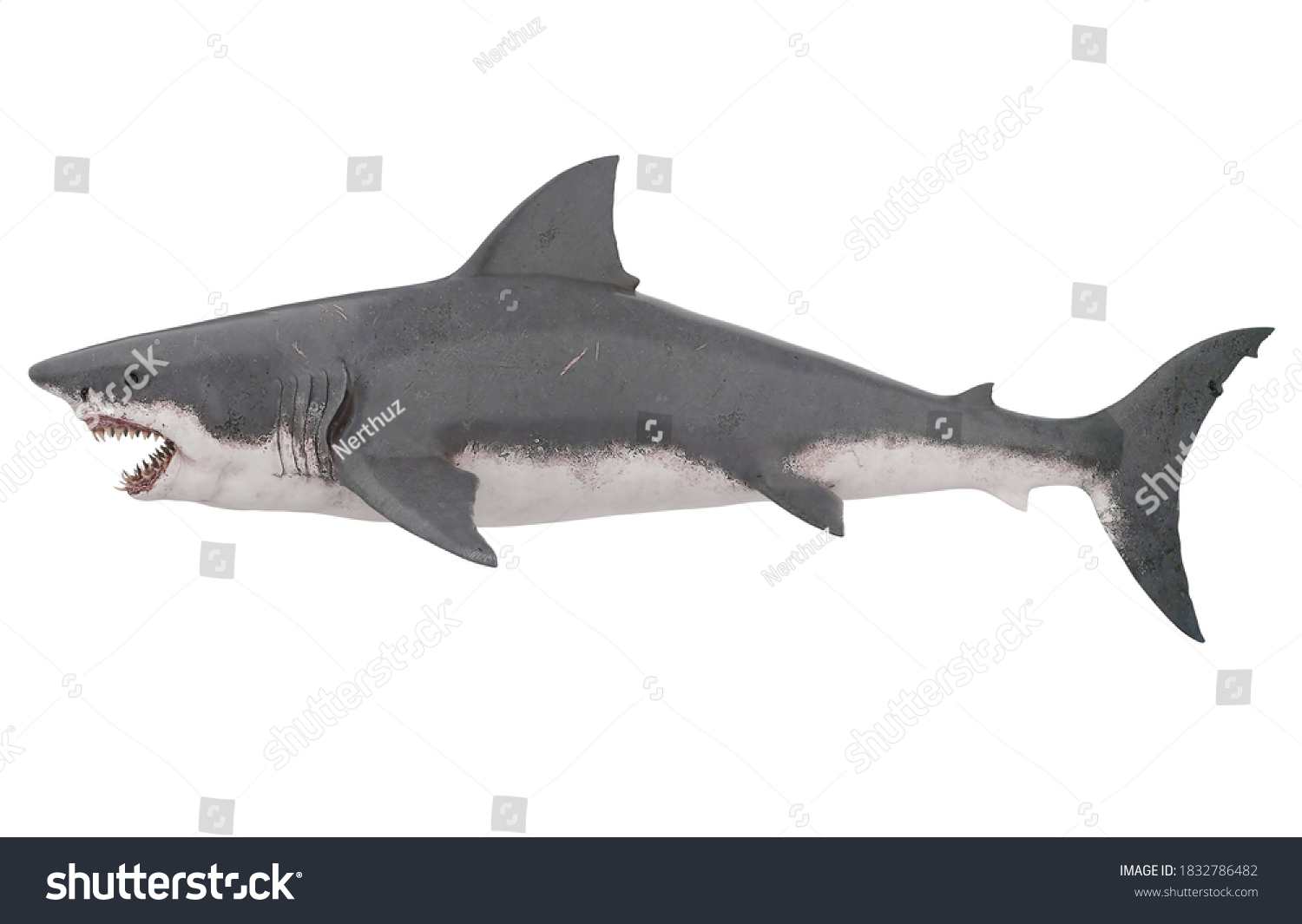 Great White Shark Isolated Side View Stock Illustration 1832786482 ...