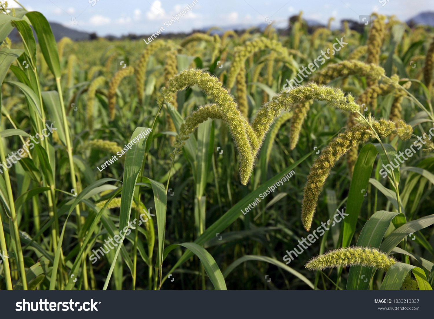 Foxtail Millet Production Field库存照片1833213337 Shutterstock