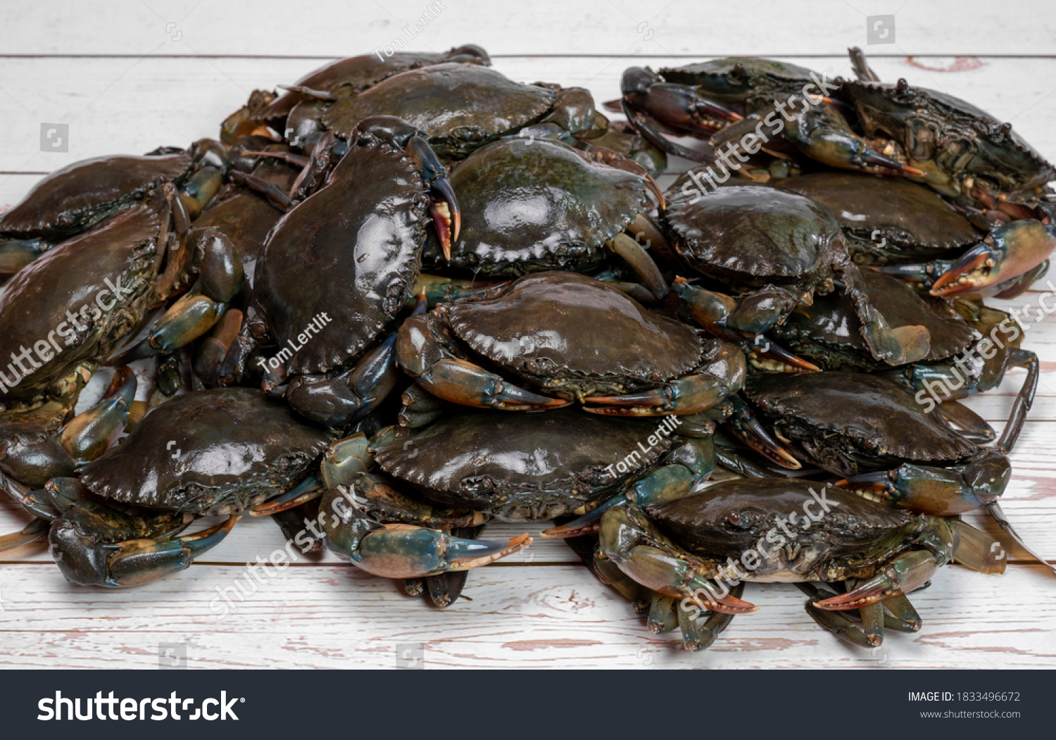 2850 Blue Mud Crab Gambar Foto Stok And Vektor Shutterstock