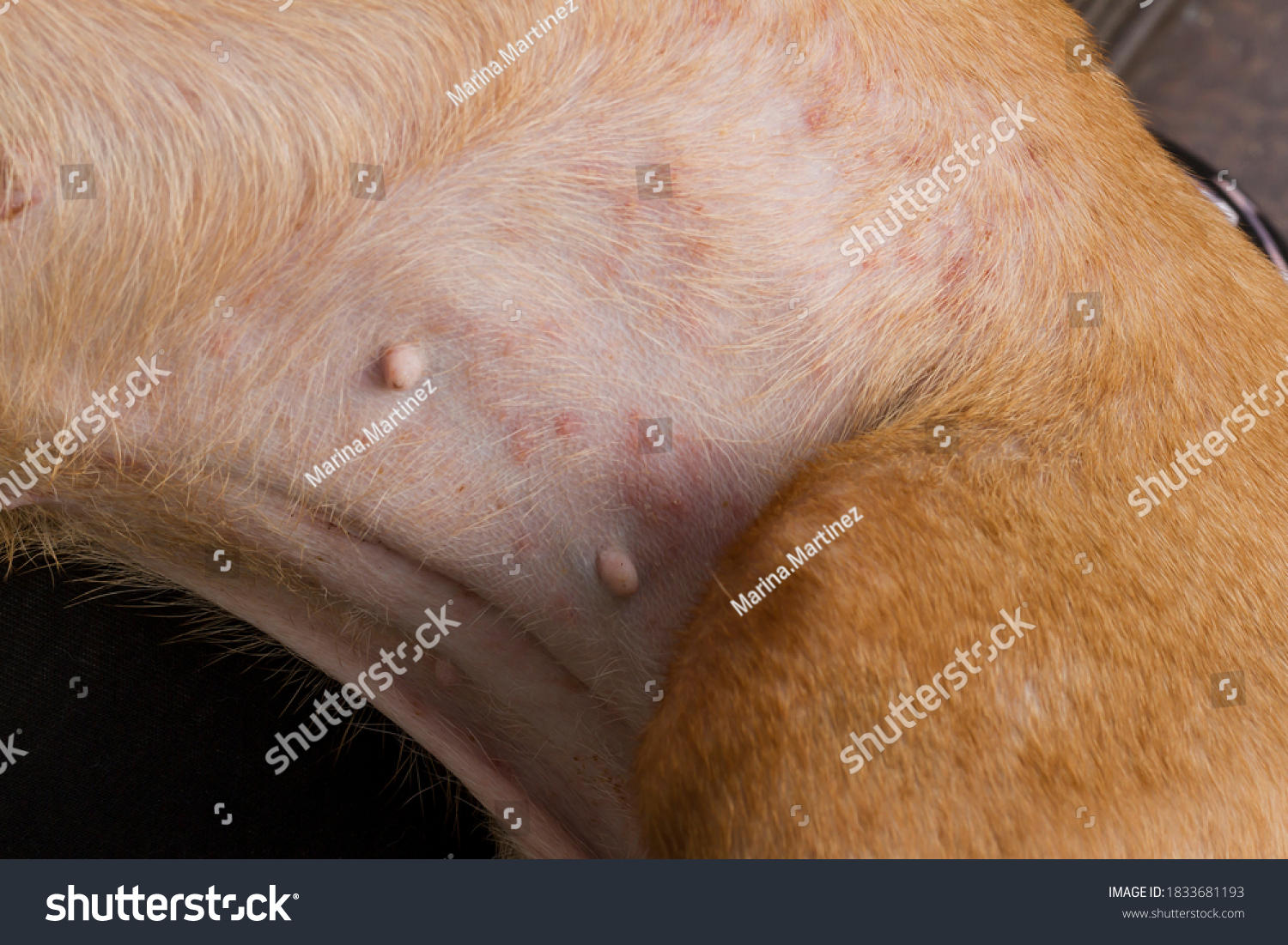what does a flea bite look like on a dog