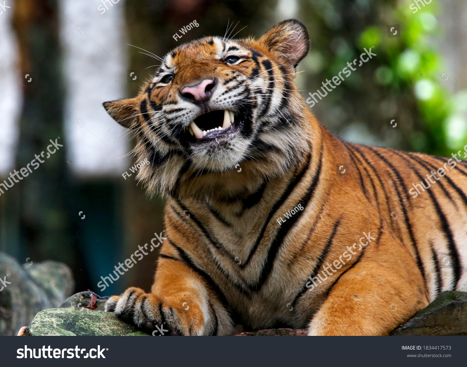 28,283 Tiger Smile Images, Stock Photos & Vectors 