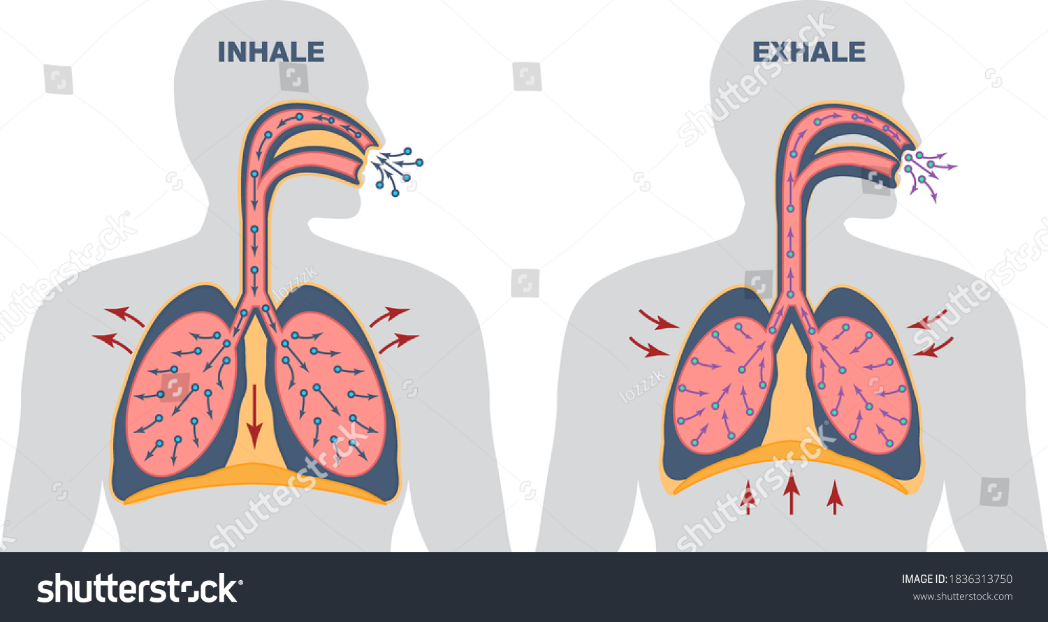 Infographics Breathing Cycle Inspiration Expiration Gas Stock Vector ...