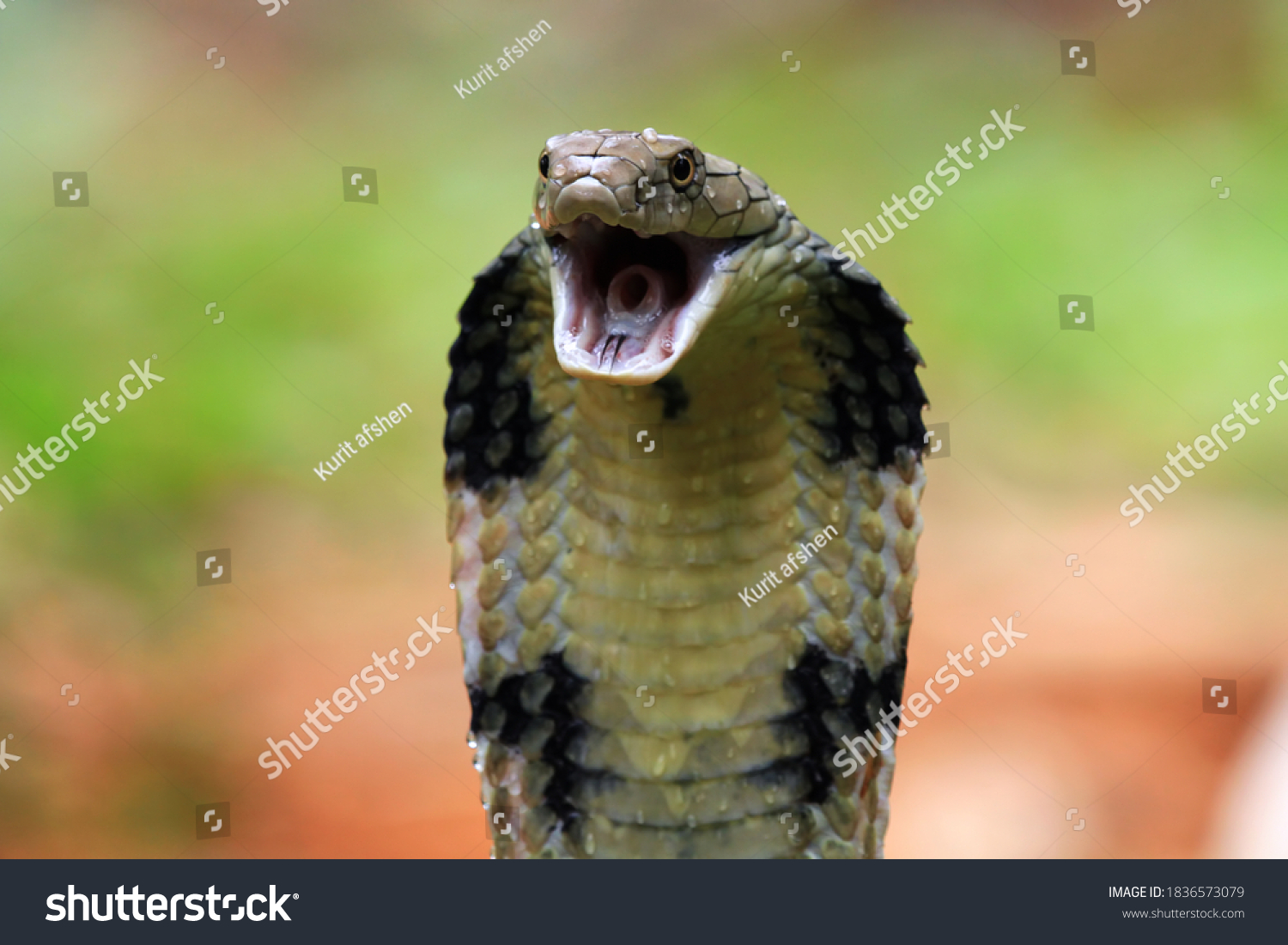 Closeup Head King Cobra Snake King Stock Photo 1836573079 | Shutterstock