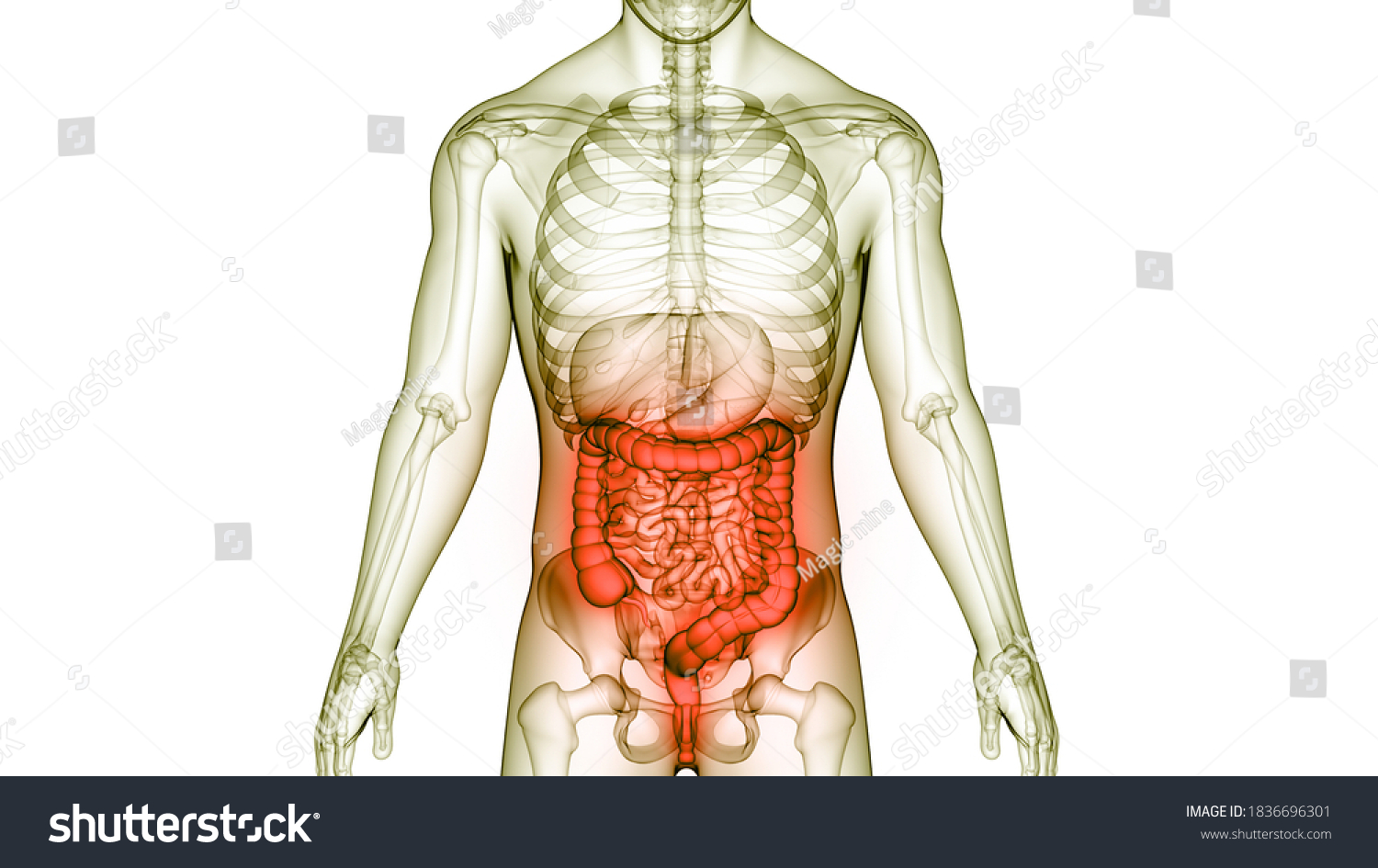 Human Digestive System Large Intestine Anatomy 库存插图 1836696301